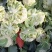 花菜云南白面青梗松花菜个头均匀面白小米全国发货