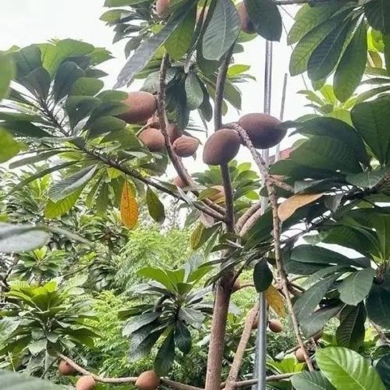 新品种嫁接马加纳妈咪果树苗广西基地带土带叶发货