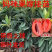 新品种嫁接马加纳妈咪果树苗广西基地带土带叶发货