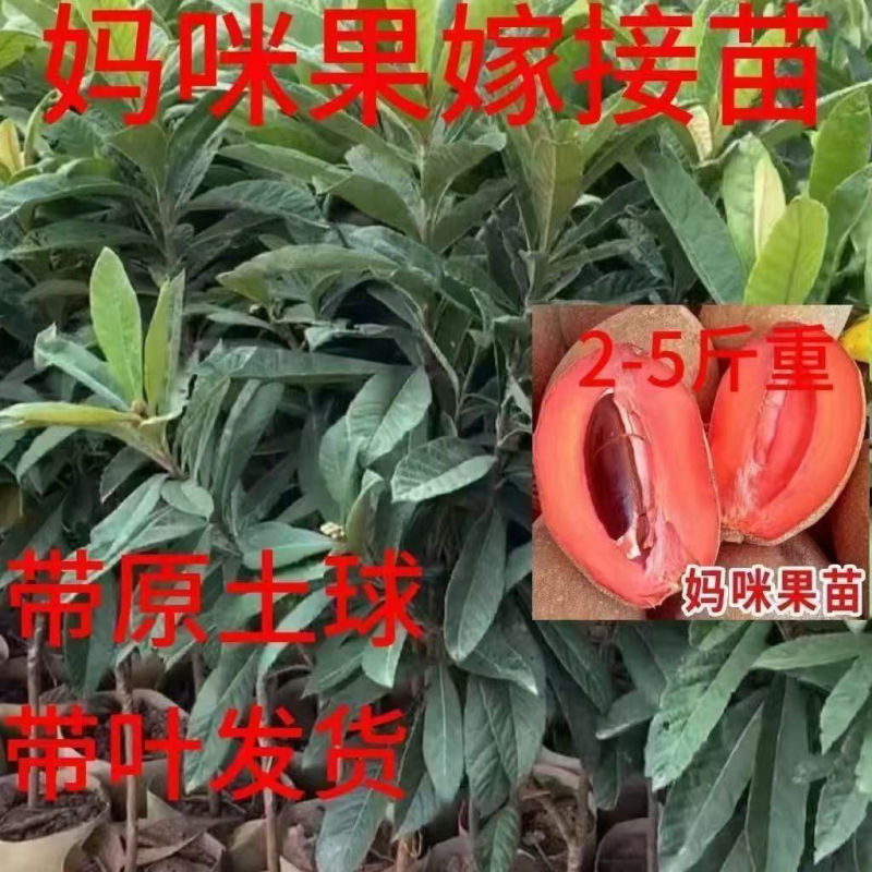 新品种嫁接马加纳妈咪果树苗广西基地带土带叶发货