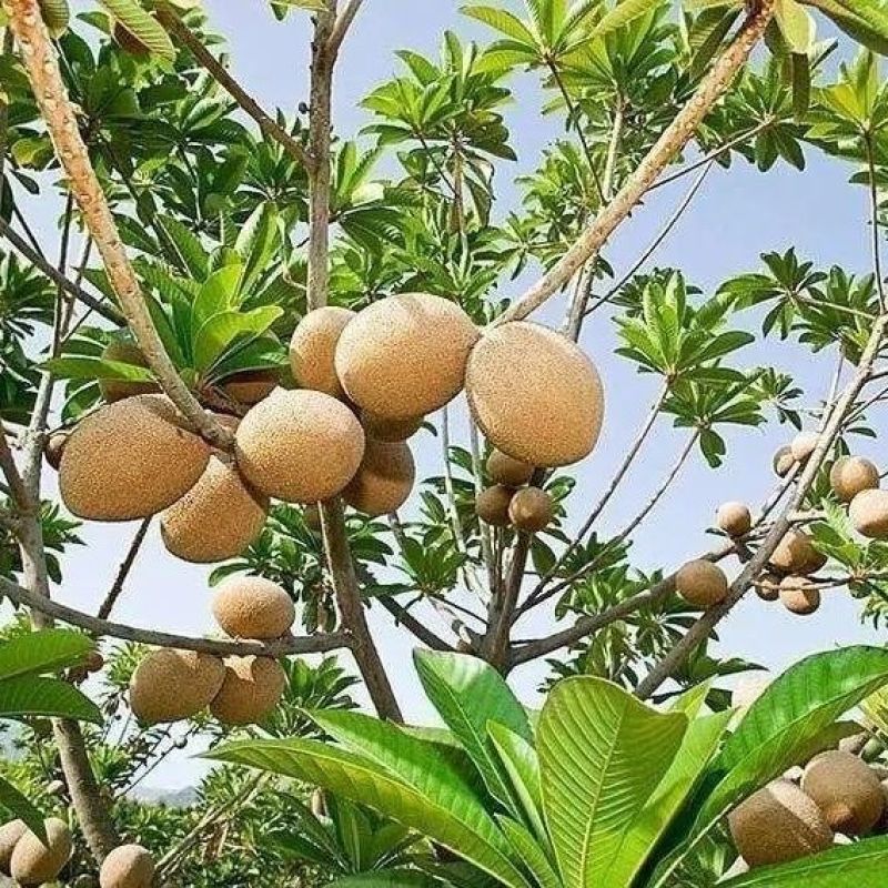新品种嫁接马加纳妈咪果树苗广西基地带土带叶发货