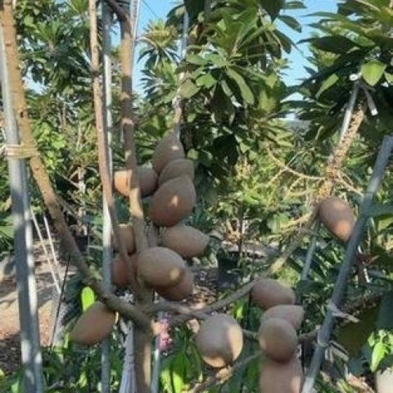 新品种嫁接马加纳妈咪果树苗广西基地带土带叶发货