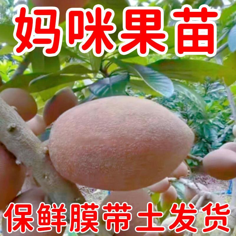 新品种嫁接马加纳妈咪果树苗广西基地带土带叶发货