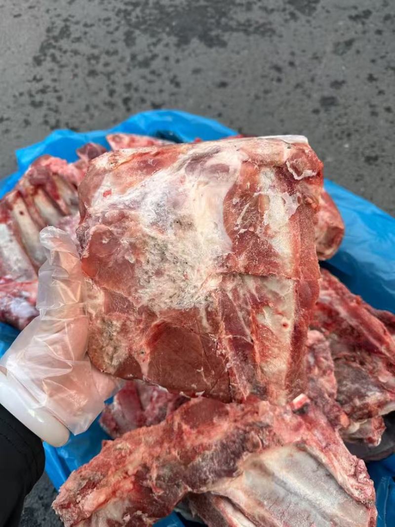 709母猪小排