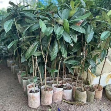 新品种嫁接马加纳妈咪果树苗广西基地带土带叶发货