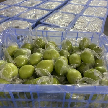 广西平南牛奶枣，青枣1月底上市产地直供，代收代发欢迎咨询