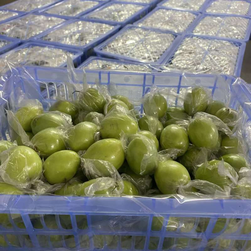 广西平南牛奶枣，青枣1月底上市产地直供，代收代发欢迎咨询