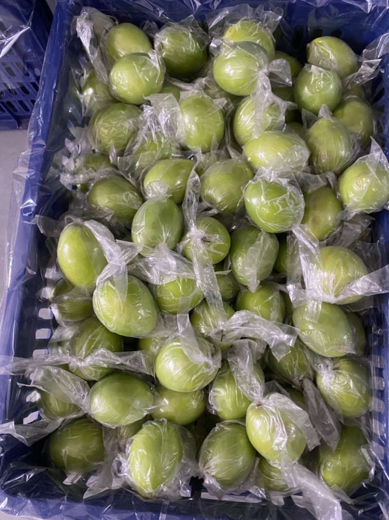 广西平南牛奶枣，青枣1月底上市产地直供，代收代发欢迎咨询