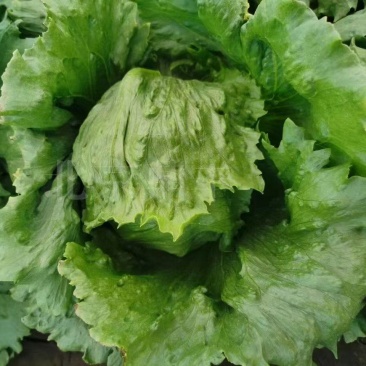 万胜118结球生菜种子，中早熟，耐热耐烧心，鲜绿抱球好