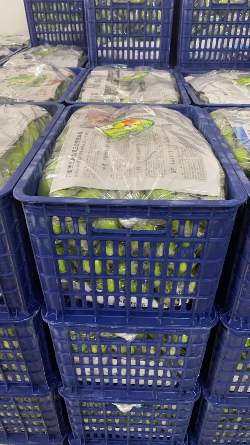 广西平南牛奶枣，青枣1月底上市产地直供，代收代发欢迎咨询