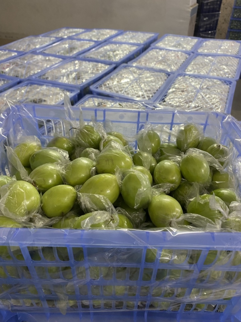 广西平南牛奶枣，青枣1月底上市产地直供，代收代发欢迎咨询