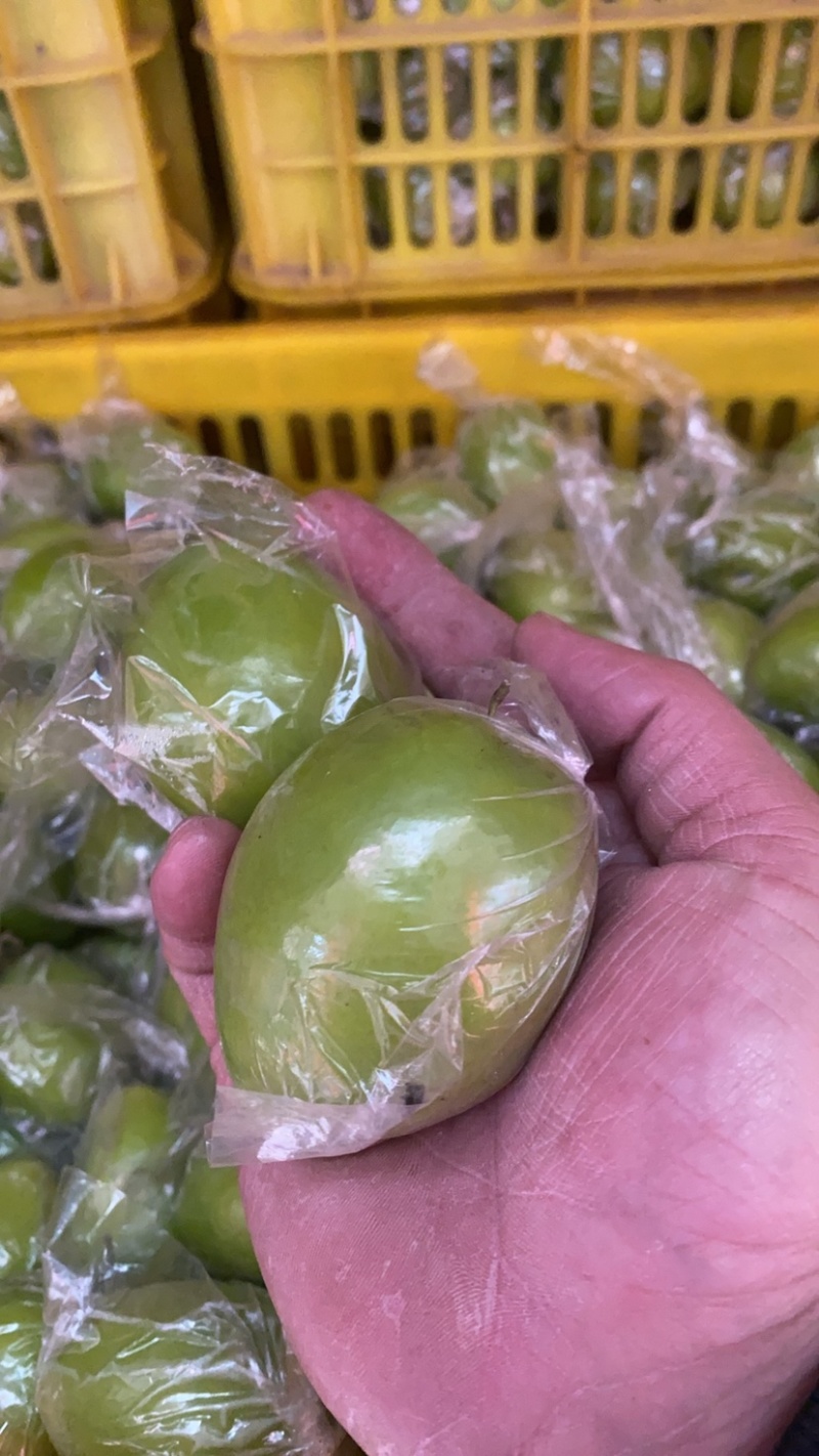 广西平南牛奶枣，青枣1月底上市产地直供，代收代发欢迎咨询