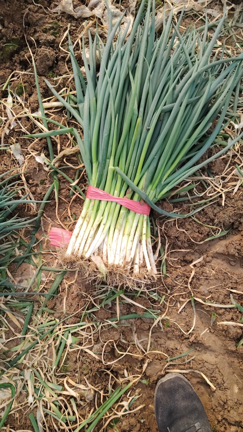精品小葱