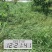果园茶园绿化开荒除草剂死根彻底不返青草铵膦