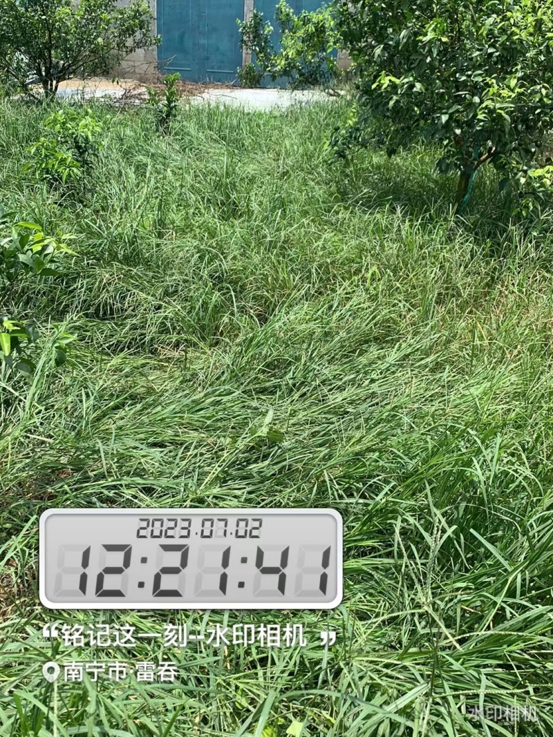 果园茶园绿化开荒除草剂死根彻底不返青草铵膦