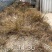 果园茶园绿化开荒除草剂死根彻底不返青草铵膦