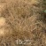 果园茶园绿化开荒除草剂死根彻底不返青草铵膦