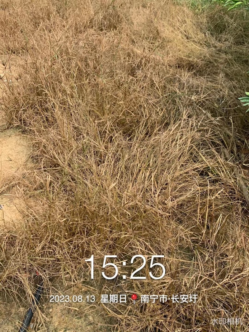 果园茶园绿化开荒除草剂死根彻底不返青草铵膦
