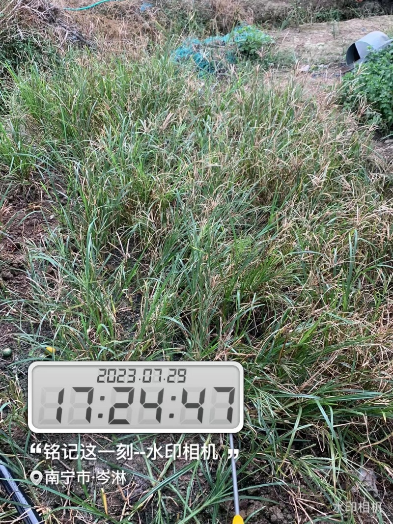 果园茶园绿化开荒除草剂死根彻底不返青草铵膦