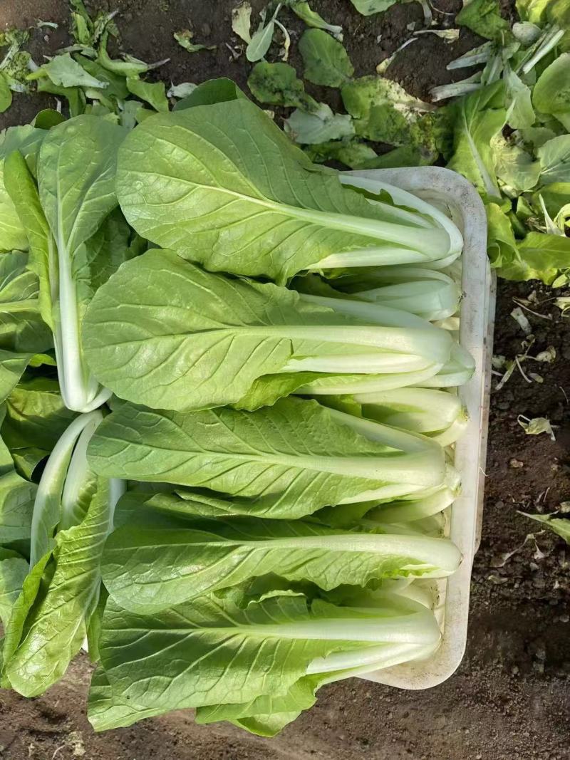 玉镶金快菜种籽