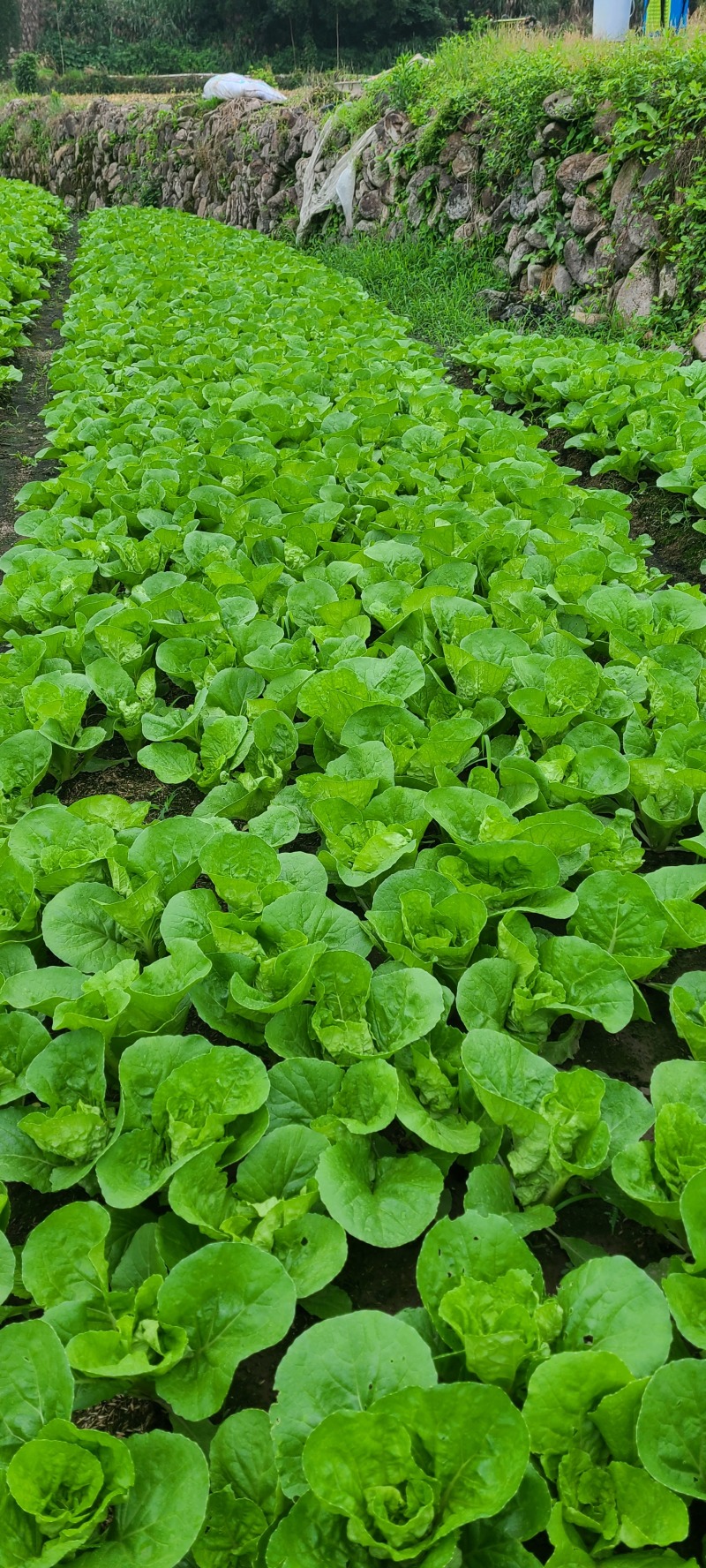 玉镶金快菜种籽