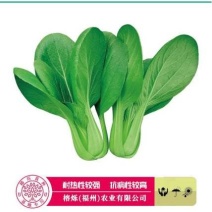 夏秀青梗菜种籽