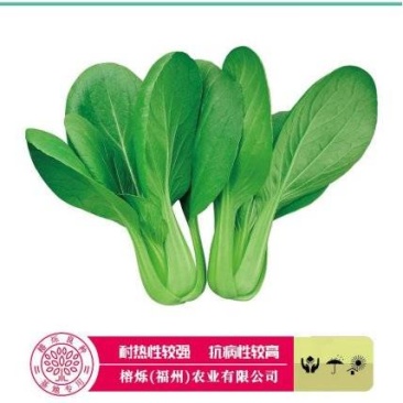 夏秀青梗菜种籽