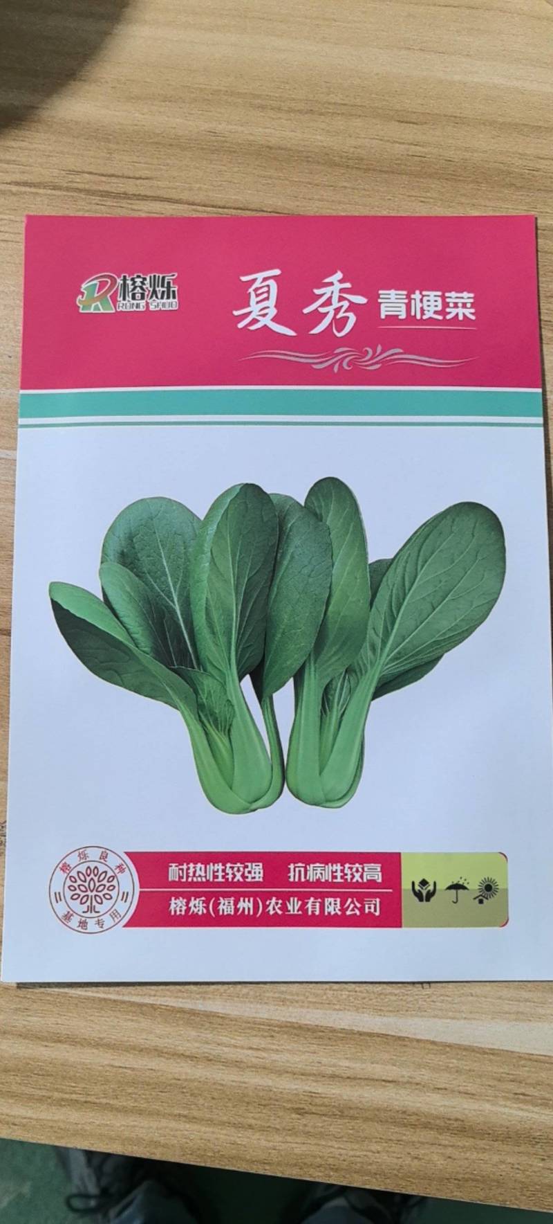 夏秀青梗菜种籽