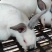肉兔价格伊拉肉兔价格新西兰兔肉兔小兔