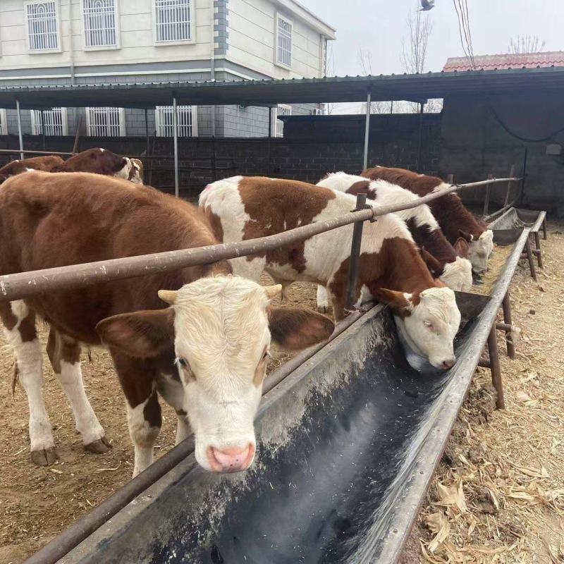 西门塔尔牛牛犊小牛犊，养殖基地直发一手货源