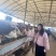 西门塔尔牛牛犊小牛犊，养殖基地直发一手货源