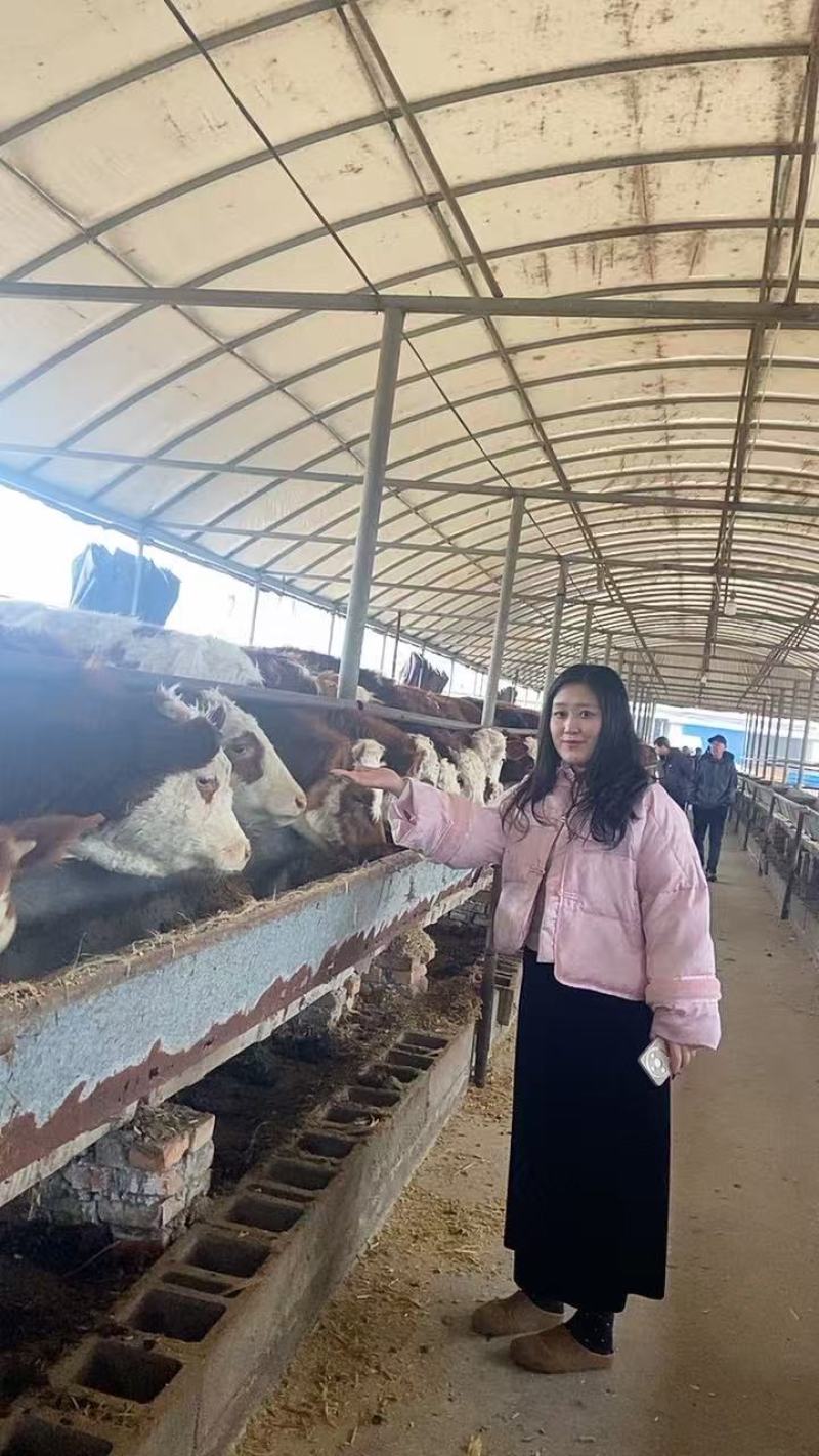西门塔尔牛牛犊小牛犊，养殖基地直发一手货源
