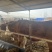 西门塔尔牛牛犊小牛犊，养殖基地直发一手货源