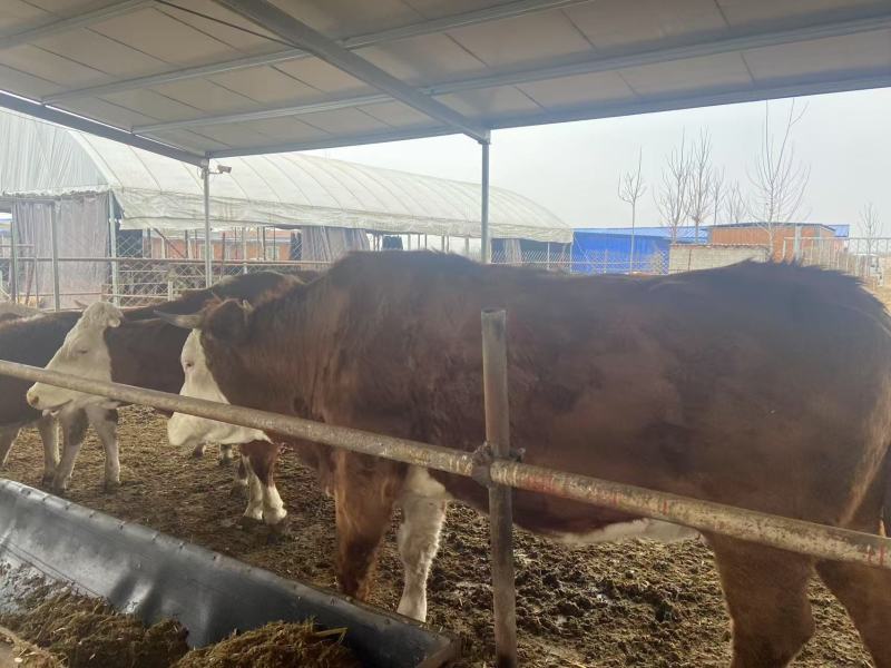 西门塔尔牛牛犊小牛犊，养殖基地直发一手货源