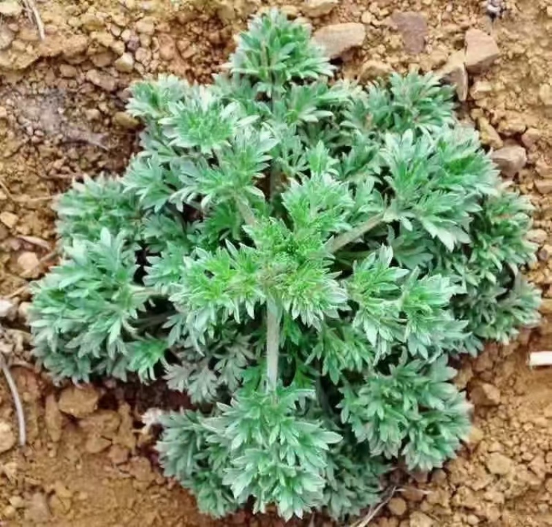 茵陈/白蒿/无干叶黄叶产区直发/货源充足