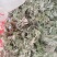 茵陈/白蒿/无干叶黄叶产区直发/货源充足