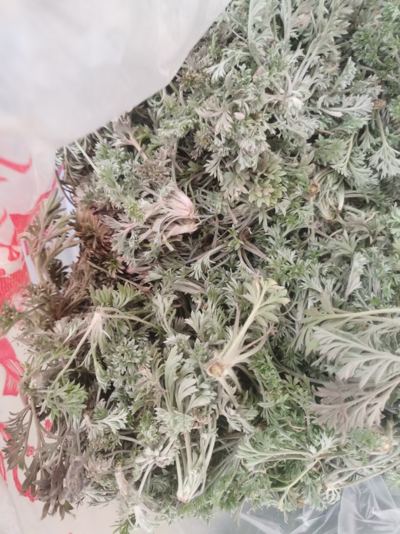茵陈/白蒿/无干叶黄叶产区直发/货源充足