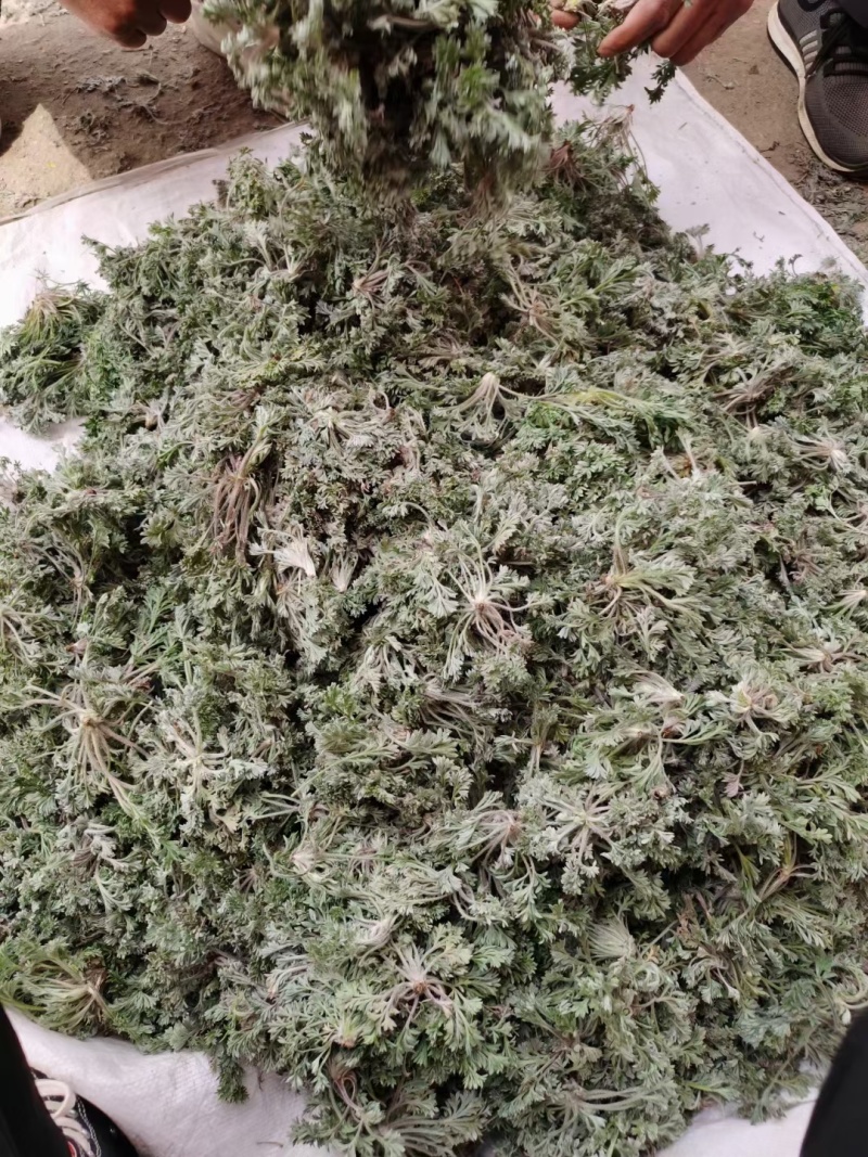 茵陈/白蒿/无干叶黄叶产区直发/货源充足