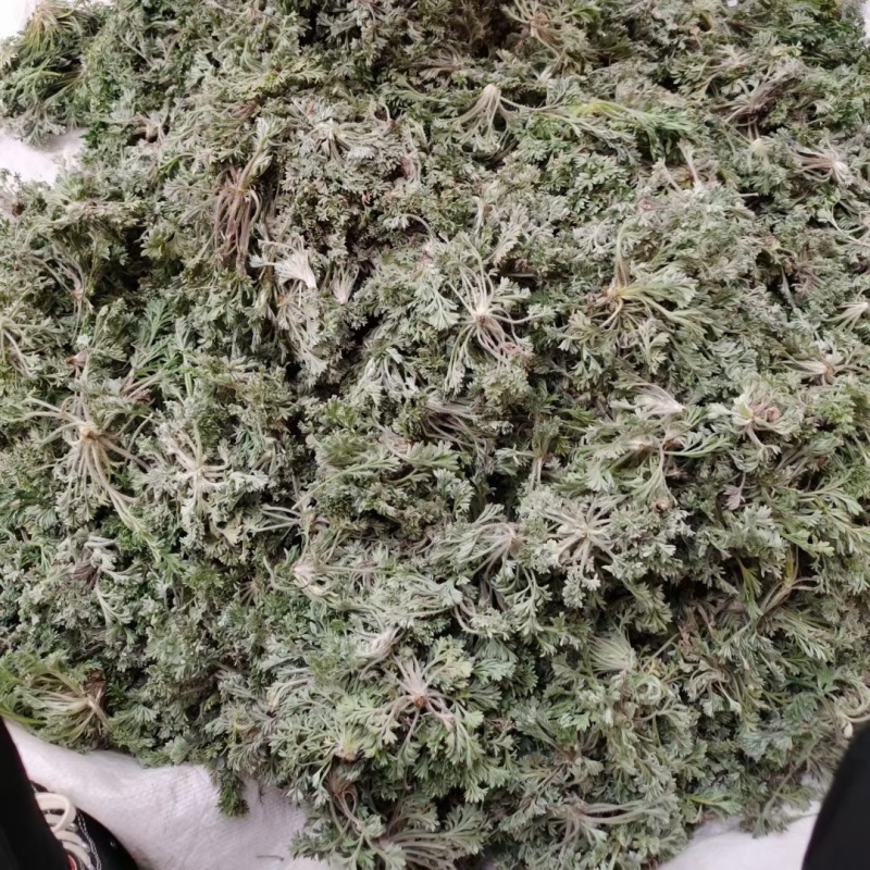 茵陈/白蒿/无干叶黄叶产区直发/货源充足