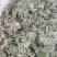 茵陈/白蒿/无干叶黄叶产区直发/货源充足