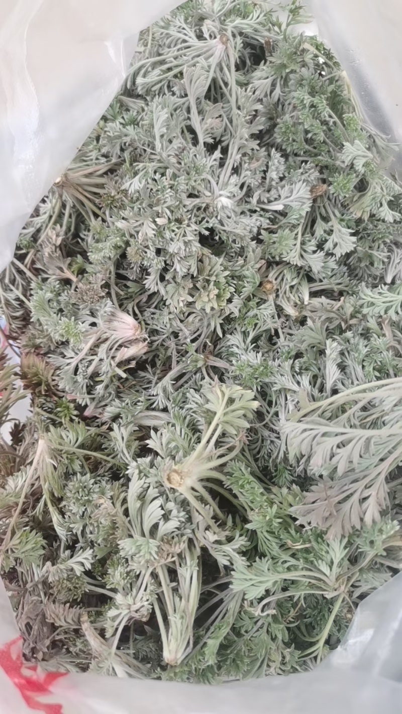 茵陈/白蒿/无干叶黄叶产区直发/货源充足