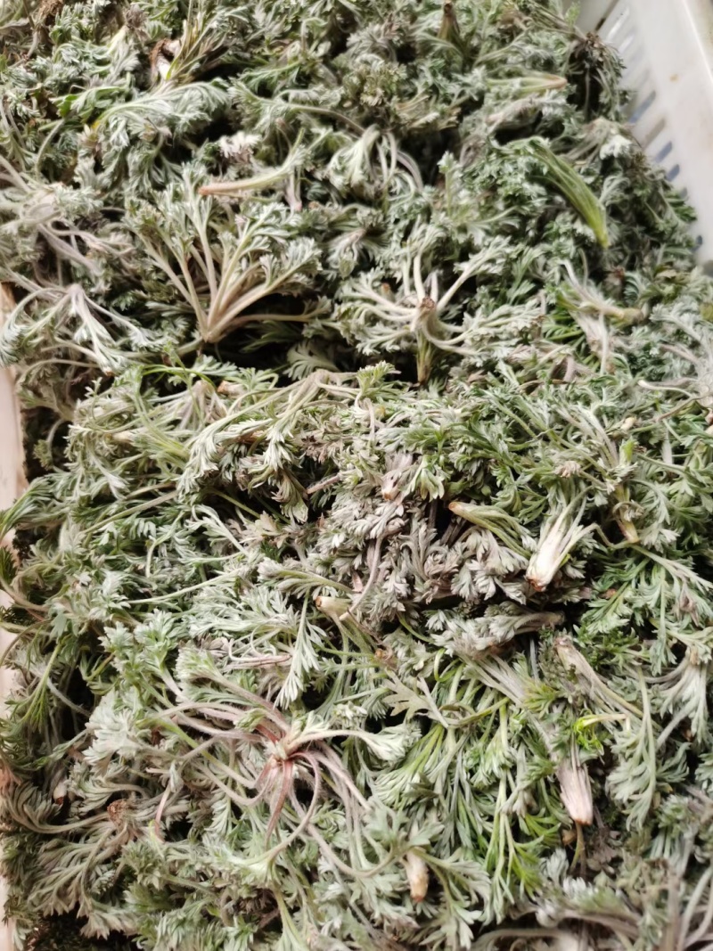 茵陈/白蒿/无干叶黄叶产区直发/货源充足
