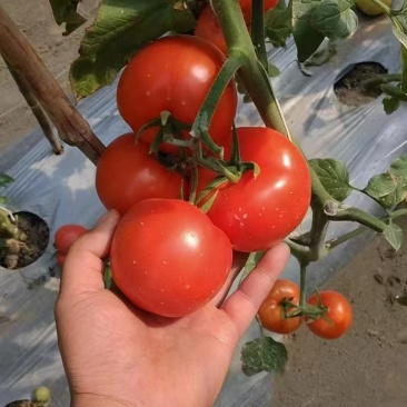 攀枝花米易沙瓤西红柿粉果大量上市需要对接的市场联系