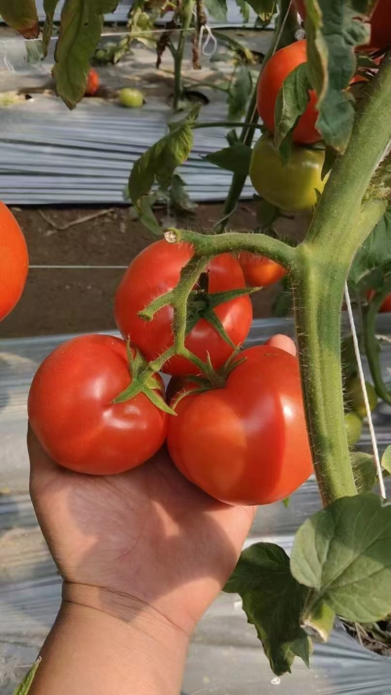 攀枝花米易沙瓤西红柿粉果大量上市需要对接的市场联系