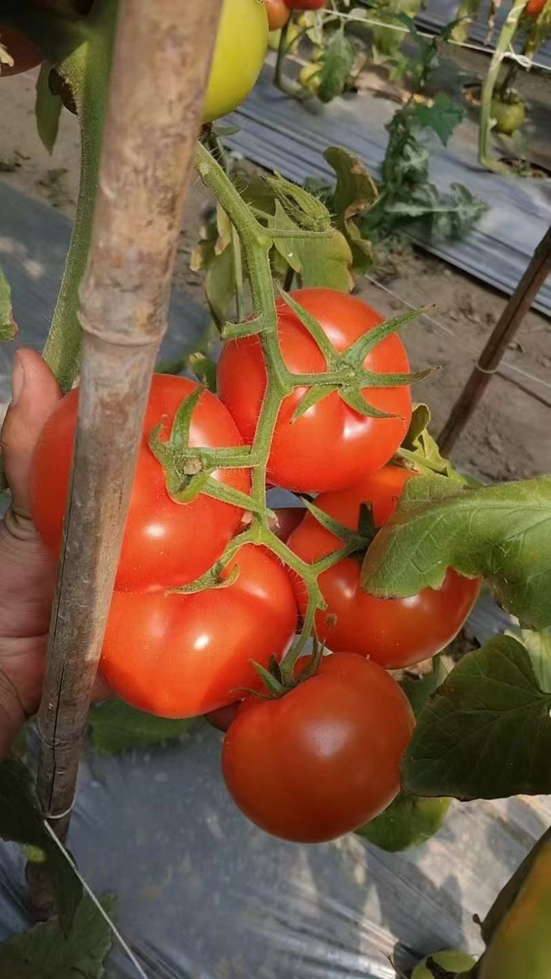 攀枝花米易沙瓤西红柿粉果大量上市需要对接的市场联系