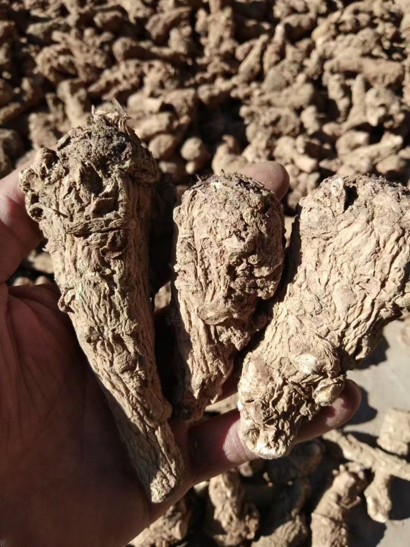 精选当归原产地直供随时有货