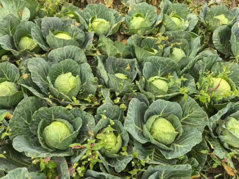 精品包菜，大量有货