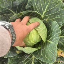 精品包菜，大量有货