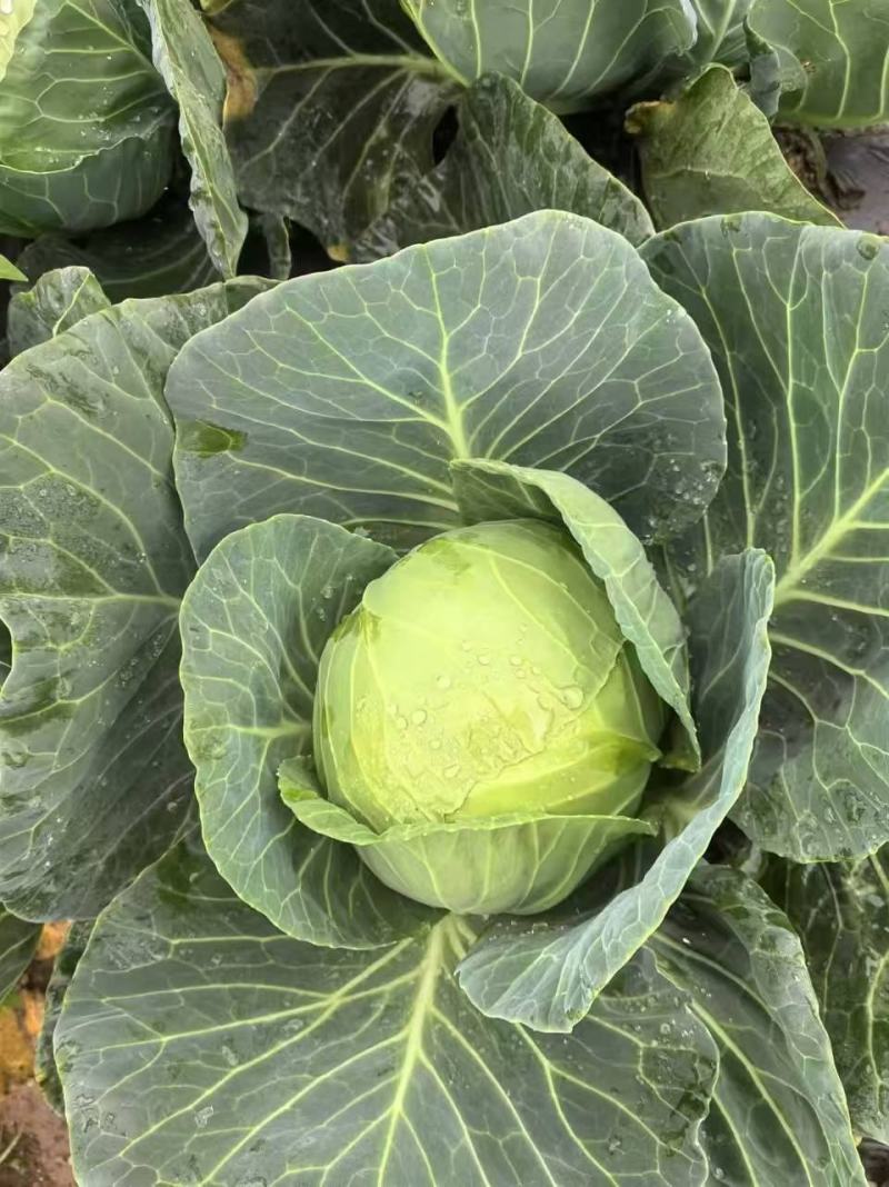 精品包菜，大量有货