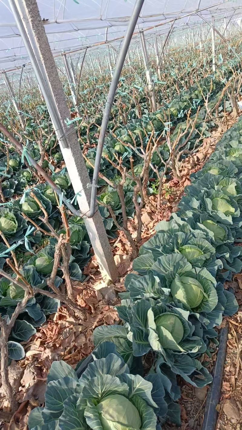 精品包菜，大量有货